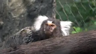 Wildlife Park at the Alameda Gardens has seen increased activity with summer visitor