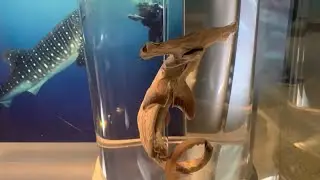 Sharks at the Smithsonian Institute's National Museum of Natural History
