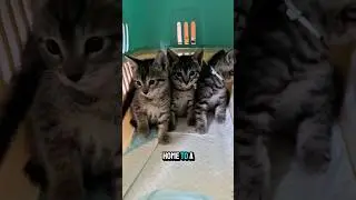 How You Can Help Animals in Your Community