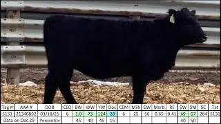Angus Heifer 5131 - Rhodes Angus 2026