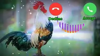 rooster New Sms Ringtone Funny Ringtone Alarm Ringtone Call Ringtone Notification Ringtone 2021