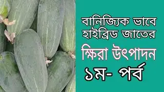 বিভিন্ন ধরনের হাইব্রিড খিঁরা- বীজ সংগ্রহ করতে কল করুন,০১৭৪১১৩১৫২৫ 