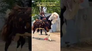 India's Most Viral Goats🔥 #bakraeid #bakraeid2025 #bakraeidspecial #bakra #goats #trending #biggoats
