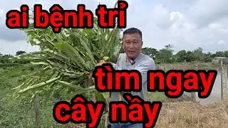 ai bệnh trỉ th&igrave; t&igrave;m c&acirc;y r&aacute;n nấu uống 