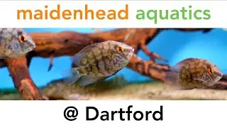 Maidenhead Aquatics @ Dartford