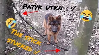 A funny walk with German Shepherd - Major