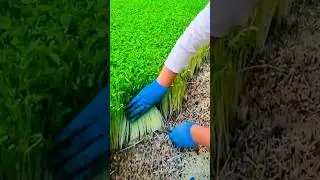 Satisfying Moment: Smooth Process of Harvesting and Baling Bean Sprouts