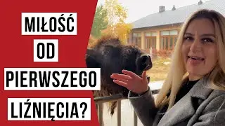 Gdzie żubry jedzą z ręki, a rysie mruczą? – zagroda w Mirosławcu