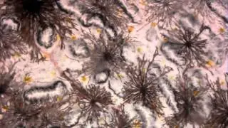 Fish Melanophores & Adrenaline
