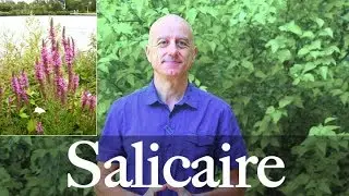 Salicaire (Lythrum salicaria)
