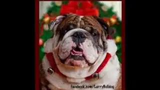 Bulldog Christmas Compilation