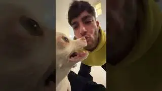The Kuchi Kuchi 😈🙌🏻 angry chihuahua vs bulldog