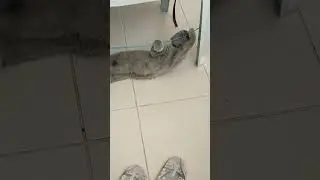 #cat #cats #cute #cutecats#kedi #kediseverler #şanslıkedi#youtubeshorts#pon&ccedil;ikkedim 😍