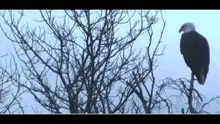 Eagle perched high ontree and Backpack Oct 19 2013  7p AKtime