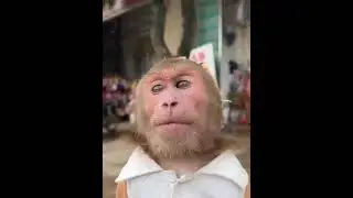 Even a monkey works as a delivery man.
