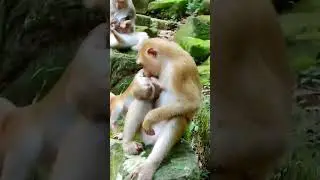Best video of adorable monkey baby action very smart and funny  #monkeybaby #monkeylife