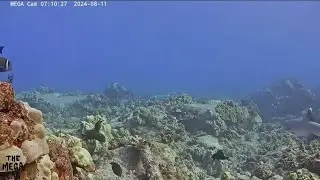Professional surfer, scientist launches global effort to map world's coral reefs