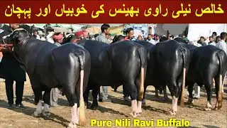 Pure Nili Ravi Bhains ki Khobian Aur Pehchan || Nili Ravi Physical Characteristic || My Life Channel