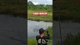 Sambaran Gabus Monster #shorts #snakeheadfishing