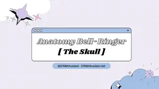 Anatomy and Physiology Quiz (Bell-Ringer) - Skeletal System | The Skull