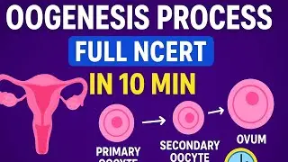 OOGENESIS PROCESS FULL DETAILED||EXPLAINED IN 10 MINUTES||FULL NCERT COVERED||@ACENEETWITHRAJANGIRA 