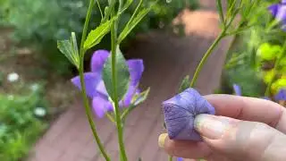 Balloon Flower Plant Profile