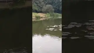 Heron Watching