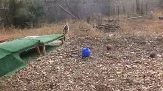 Ever Tried To Catch A Wirehaired Pointing Griffon?