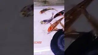 ooooo Fish ah ooojaku #shortvideo #shorts #fish #fishing #philippines #indonesia #fishmarket #koi