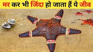मर कर भी जिंदा होने वाले समुद्री जीव | Deathless Animals In The Sea