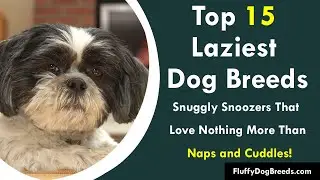 Top 15 Laziest Dog Breeds: Snuggly Snoozers That Love Nothing More Than Naps and Cuddles!
