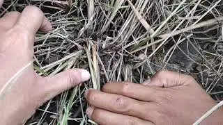 Isabela Samon spider hunting.
