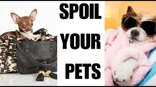 How To Pamper Your Pet Like Royalty Without Spending A fortune