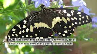 The Citrus Swallowtail - A Butterfly from Africa