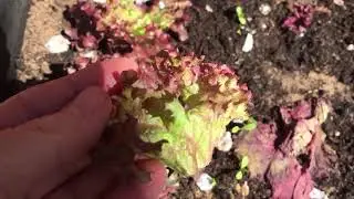 Save Money On Salad Leaves - Lollo Rosso
