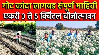कांदा लागवड संपूर्ण माहिती / गोट कांदा लागवड माहिती / कांदा बीज उत्पादन माहिती / उन्हाळी कांदा लागवड