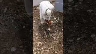Borewell underground water checking by Coconut cheking method