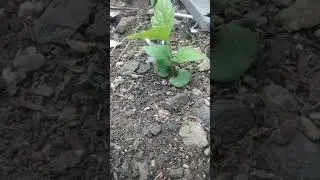 Evolution of my plant🌱🌴🔥