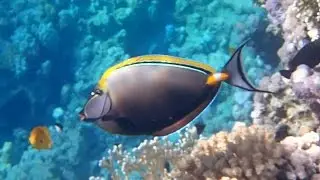 Orangespine unicornfish