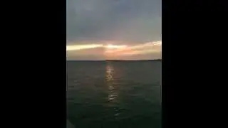 Catch and release seagull
