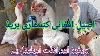 Afghani kandhari aseel/kandhari aseel for sale/aseel lovers pakistan  #mianfancybirds #haseebbirds