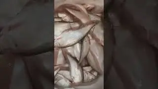 fresh Foli Fish Display | Satisfying Market View #fin_cuts_tv #folifish #fishdisplay