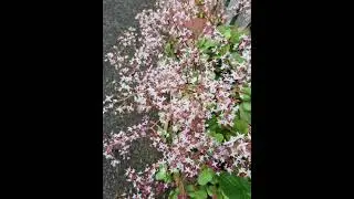 Spring Flowers |Spring Auckland |
