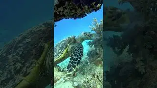 Tortoise🐟😲😲 #viral #shorts #trending #reelsviral #viralshorts