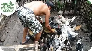 Feeding These Hungry Muscovy Ducks is Fun