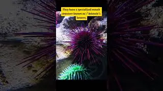 Sea Urchins Facts..#educational #facts #viralvideo #viralshorts  #youtubeshorts #educationalfacts