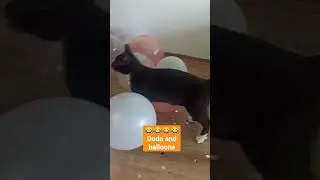 Dodo and balloons