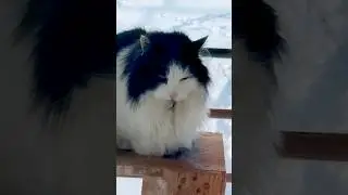 Вот и всё #михаилкруг #этобыловчера #нашатайна #котызимой #русскаязима