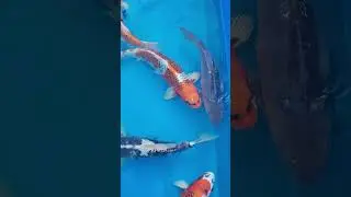 2nd measurement of my Konishi Koi Fish Mix Nr. 9