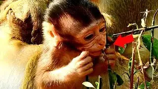 Pity Toni baby monkey eating the thorn in the mouth - Baby Toni feeling so hurt & unhappy